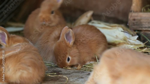 little red rabbits at the cage
