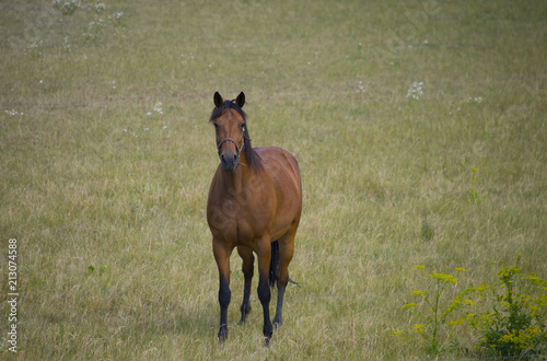 Photography Horse in a field at Ekerö, stockholm