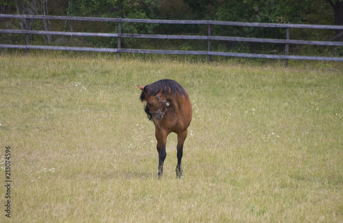 Photography Horse in a field at Ekerö, stockholm