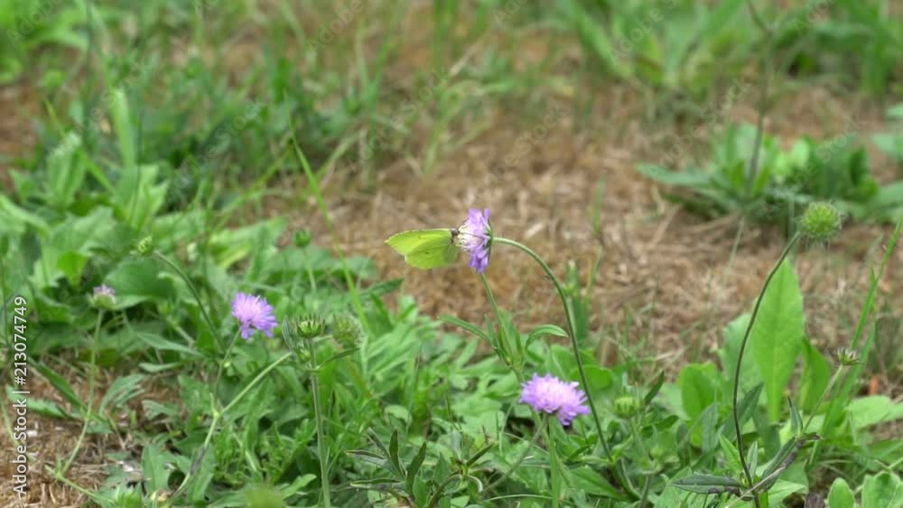 Slow motion of butterfly feeding on a flower HD Slow motion of butterfly feeding on a flower HD