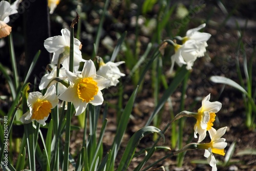 daffodils in a garden in England
