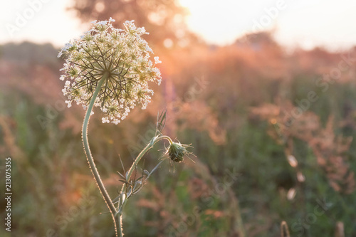 The hemlock (Conium maculatum), poisonous plant. Healing plant.A plant outdoors.
