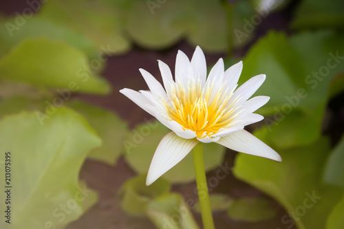 The beautiful white lotus flower in the pond