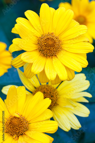 Yellow summer flowers in the garden with blurred green leaves background