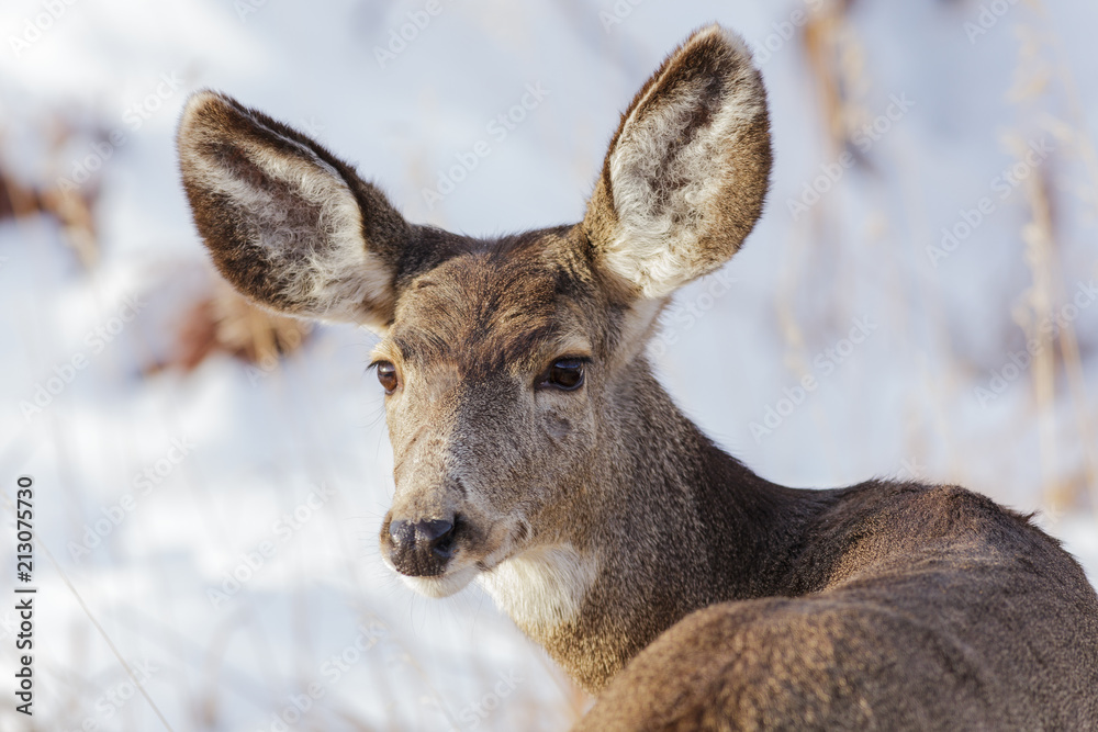 Wild Deer on the High Plains of Colorado Wild Deer on the High Plains of Colorado