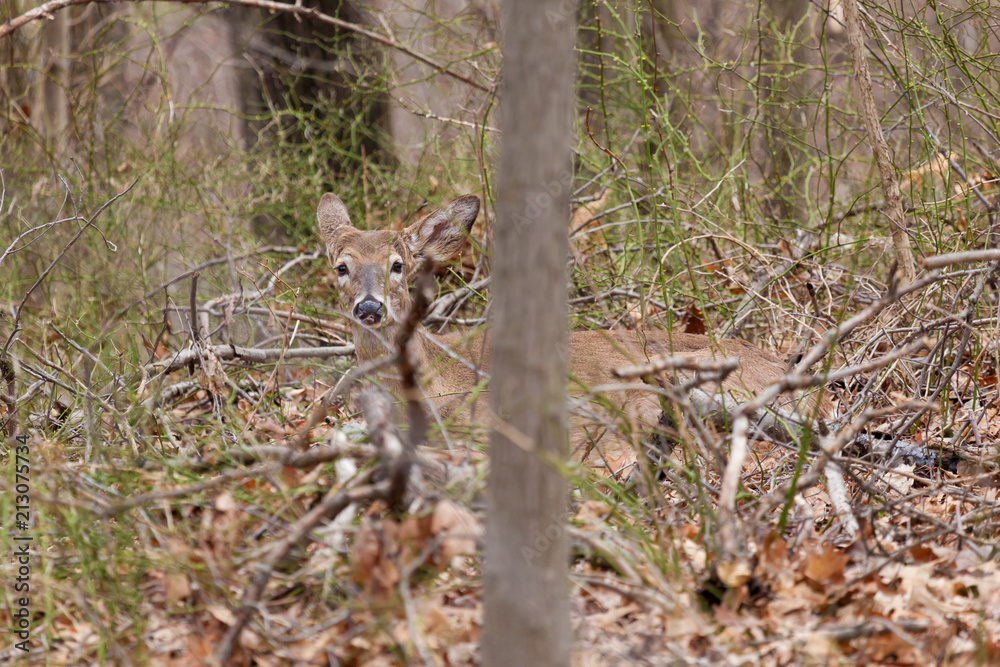 A white-tailed deer lying on the forest floor, camouflaged by the leaves and trees A white-tailed deer lying on the forest floor, camouflaged by the leaves and trees
