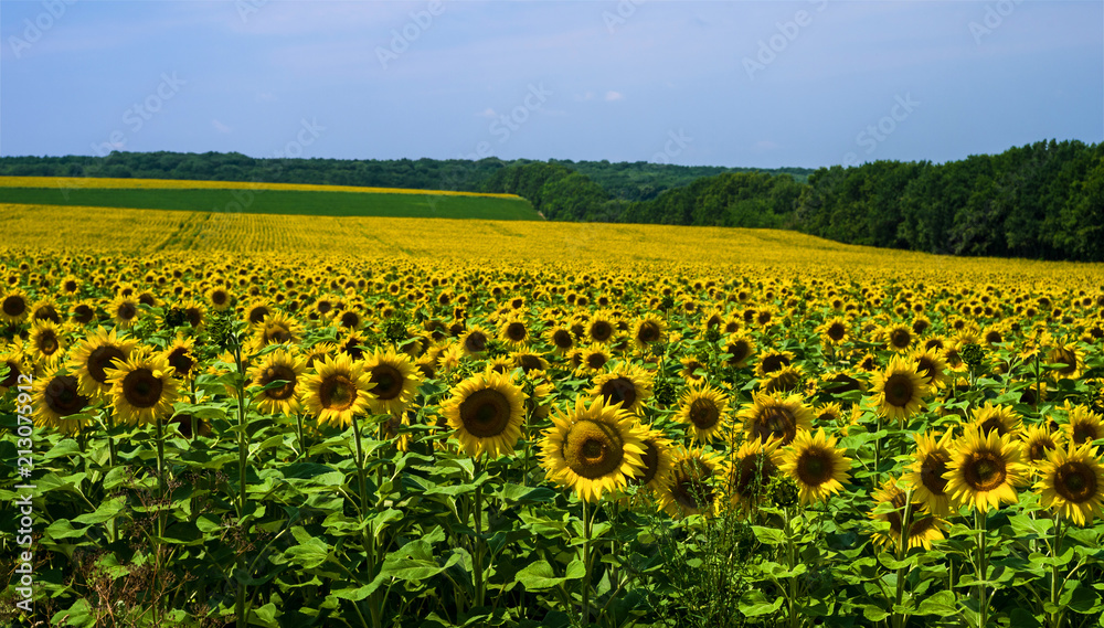 Field with sunflowers against a background of a grove and a blue sky. Selective focus.