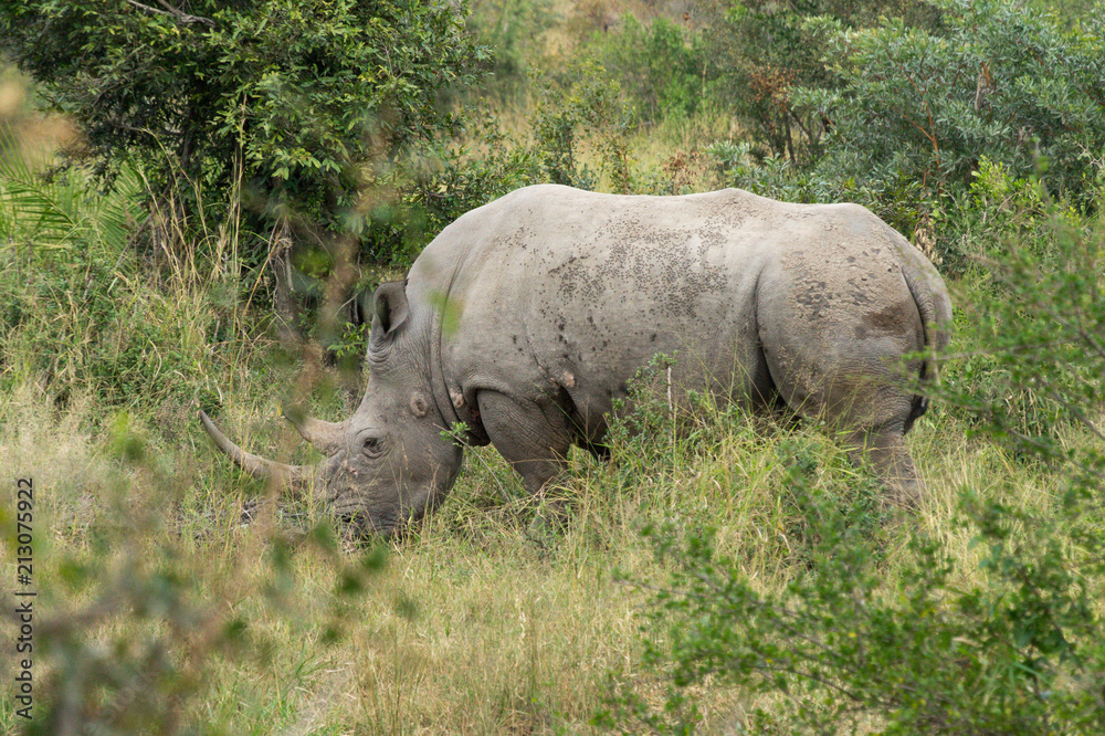 Fototapeta premium Rhino on Kruger NP, South Africa