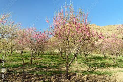 Cherry blooming garden in Lorestan Province. Iran photo