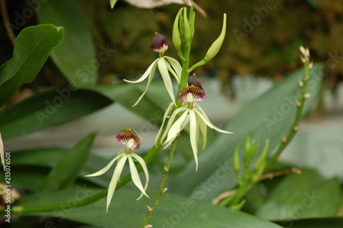 Wallpaper Mural orchidée Torontodigital.ca