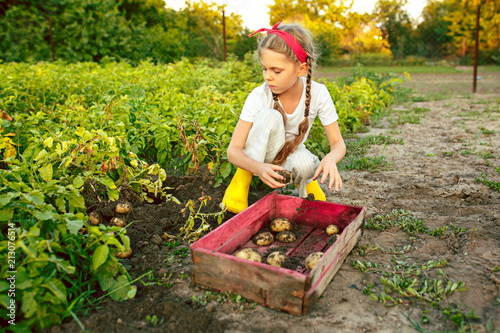 The Children on the harvest of potatoes. photo