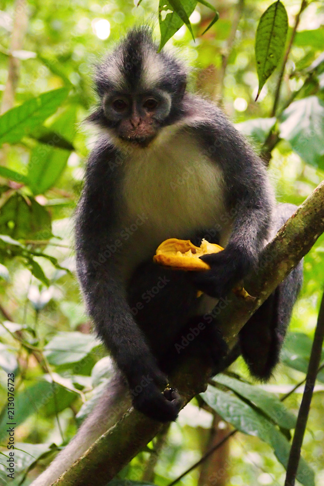 Thomas's langur (Presbytis thomasi) in Bukit Lawang, Sumatra, Indonesia Thomas's langur (Presbytis thomasi) in Bukit Lawang, Sumatra, Indonesia