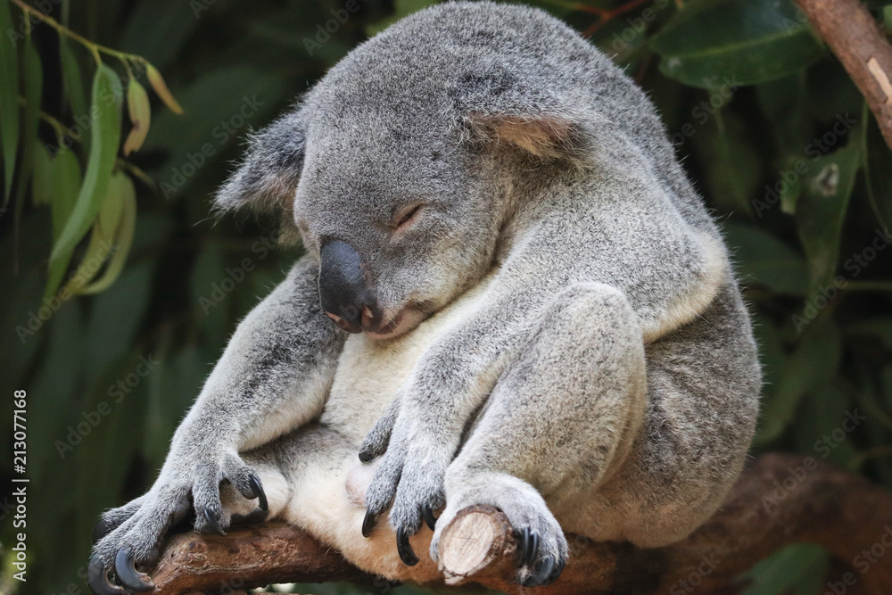 Obraz premium Koala sleeping on a branch