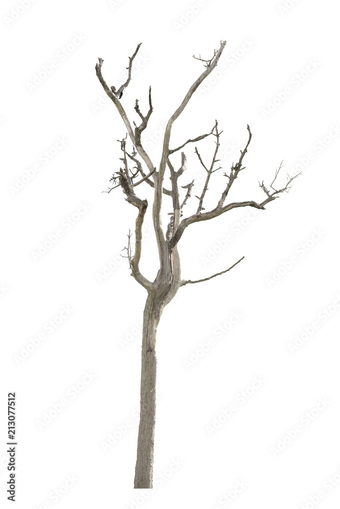 Dry tree dead on a white background Dry tree dead on a white background