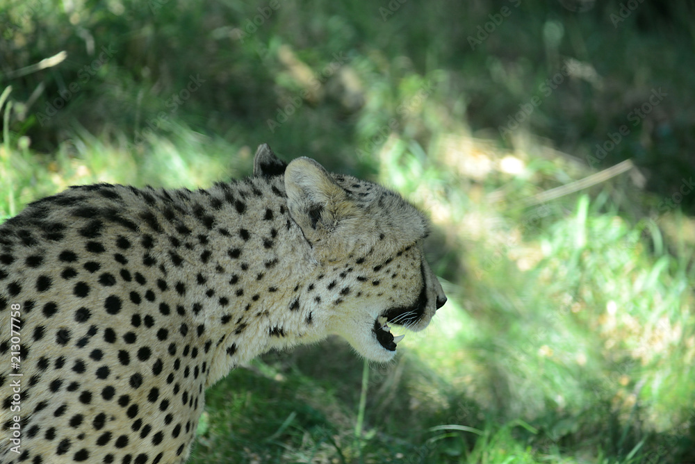 Fototapeta premium Gepard in Tierpark
