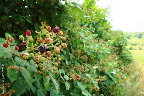 Obraz na płótnie brombeerhecke