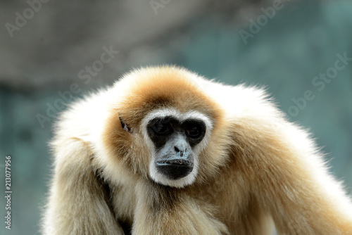 Gibbon Affe, 