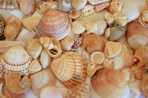 Muscheln und Schnecken photo