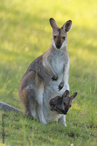 Wallaby © Estela