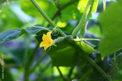 Small young cucumbers. Growth and flowering with yellow flowers on bushes of cucumbers. Growing organic food. Harvesting
