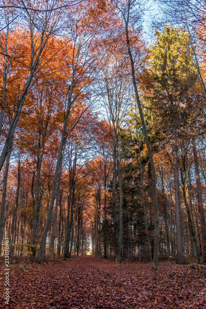 Siebentischwald im Herbst, Augsburg, Schwaben, Bayern, Deutschland