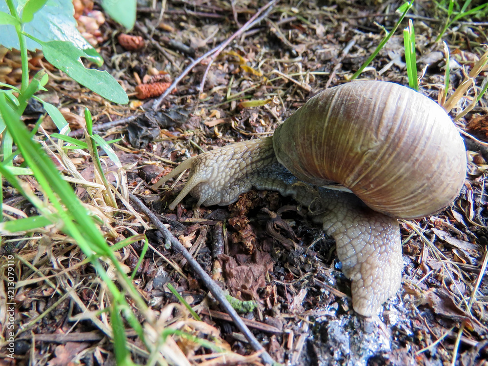 big snail in the grass in summer big snail in the grass in summer