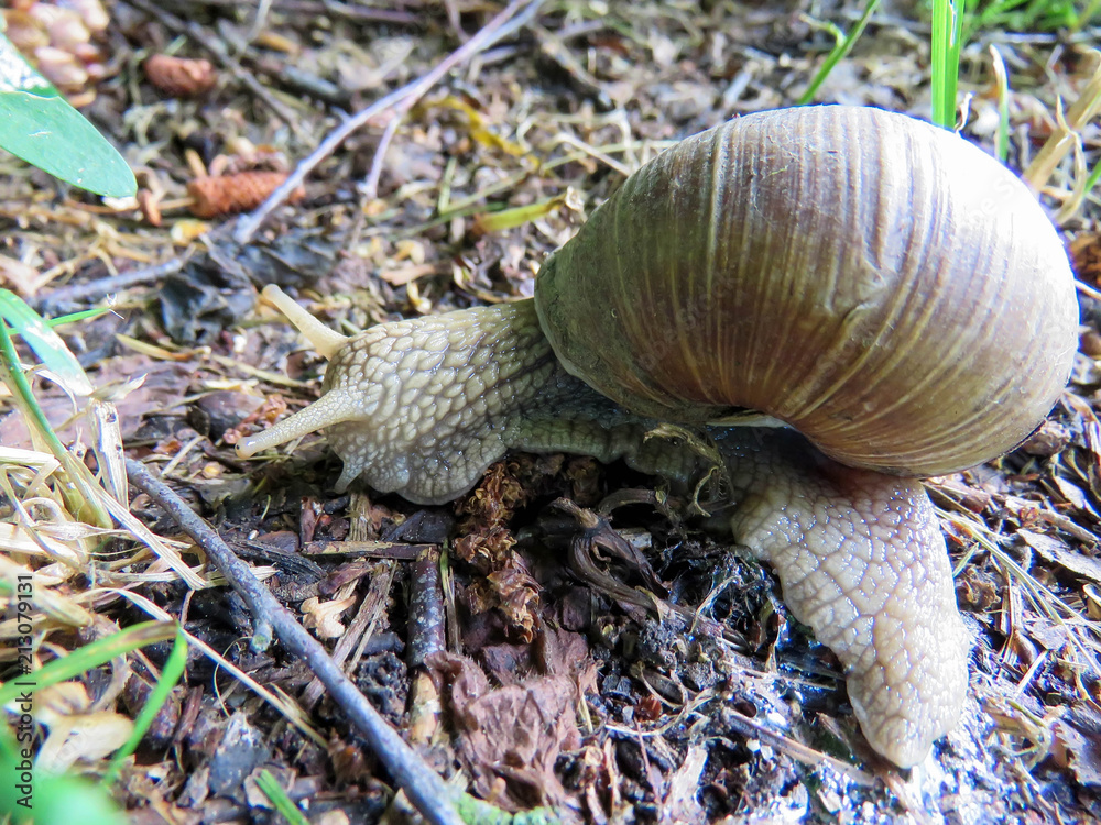big snail in the grass in summer big snail in the grass in summer