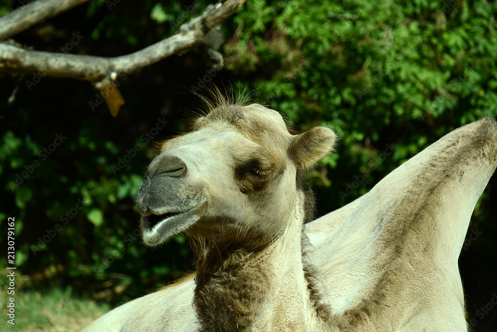 Fototapeta premium Kamel in Tierpark