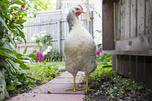 White Chicken Standing on Fenced Pathway into Backyard