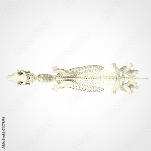 Horse Skeleton Anatomy - isolated on white. 3d rendering