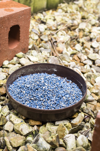 Blue dyed mouse and rat poison in a plastic dish outside in the garden photo