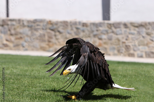 The bald eagle is a large bird of prey from the family of Accipitridae 