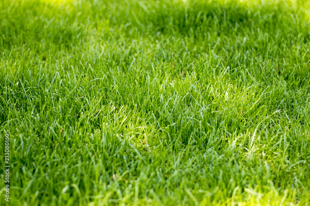 Fototapeta premium Soczyście zielona wiosenna trawa w letni, słoneczny poranek