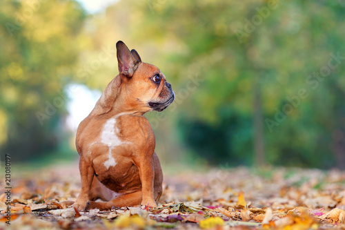 französische Bulldogge im Park