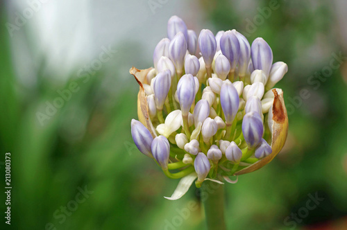 bud of african lilie agapanthus photo