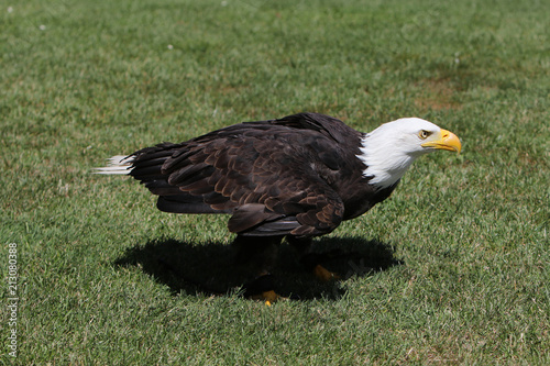 The bald eagle is a large bird of prey from the family of Accipitridae

