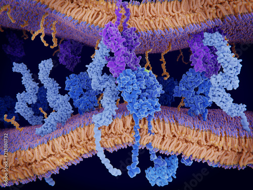 Aktivierung der Immunantwort über den Komplex T-Zell-Rezeptor,  MHCII-Molekül, Antigen und CD4-Protein. photo