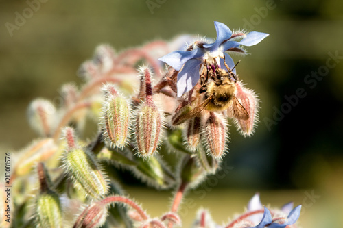 Borage photo