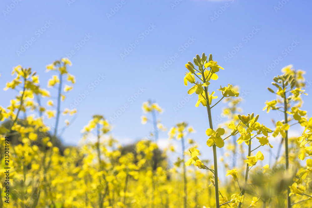 Colorful field of blooming raps on sky background. Close up