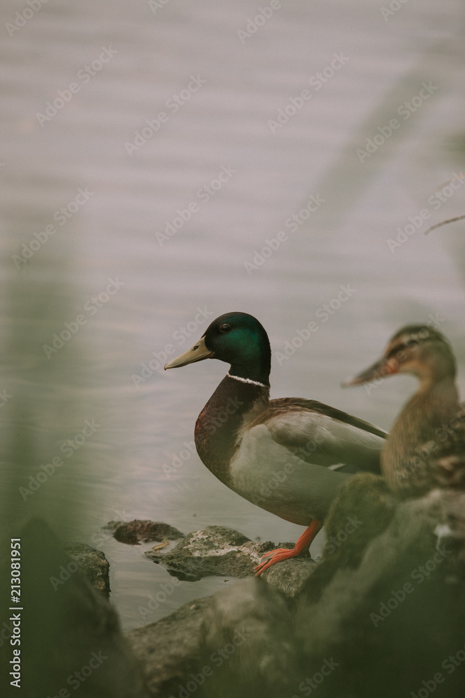 Ducks Ducks