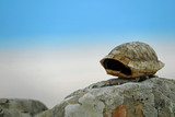 Empty little turtle shell of Testudo hermanni on stone with blue cloudy sky in background