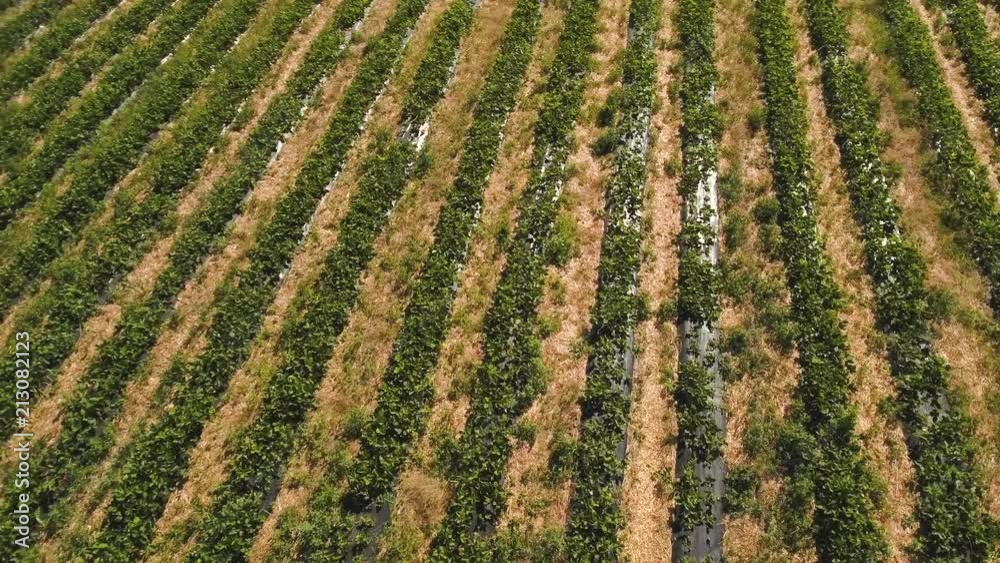 Drone flying above strawberry field Drone flying above strawberry field