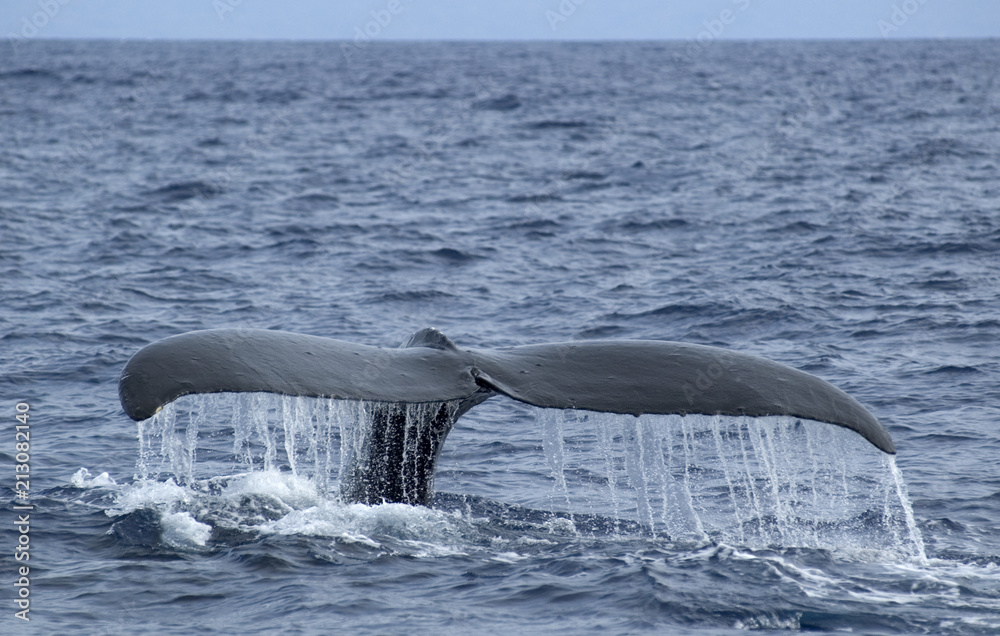 Obraz premium Whale Tail