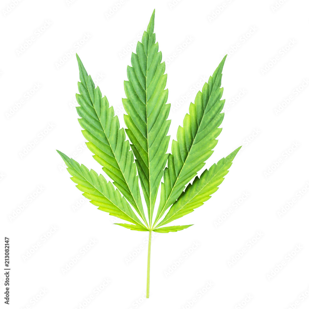 Cannabis leaf isolated on white background. hemp for advertising medicine. marijuana news.