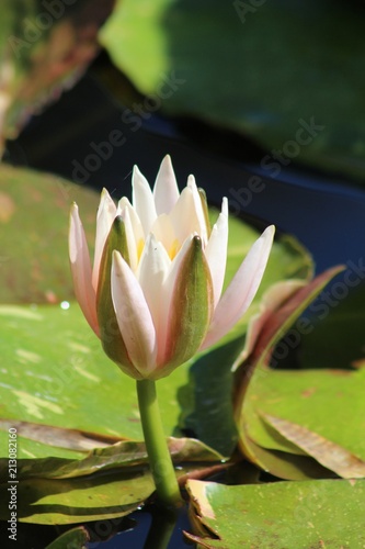 Water lily blossom