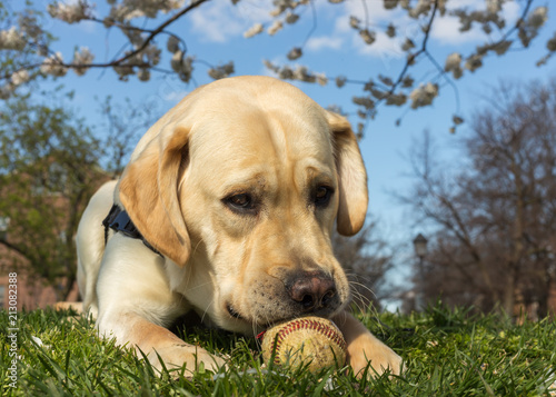 Canvas Print A young yellow labrador retriever dog plays with a baseball trying to chew the t