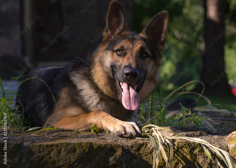 A young german shepherd dog lays down on some rocks and looks directly at  the camera with her tongue hanging out Stock Photo | Adobe Stock