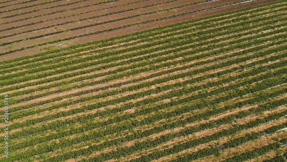 Beautiful aerial view at strawberry field Beautiful aerial view at strawberry field