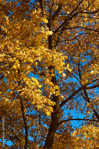 Golden maple trees against a blue autumn afternoon