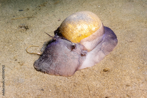 Northern Moon Snail